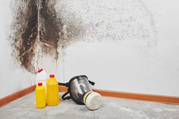 Attic Mold Removal in Kingston Estates, NJ