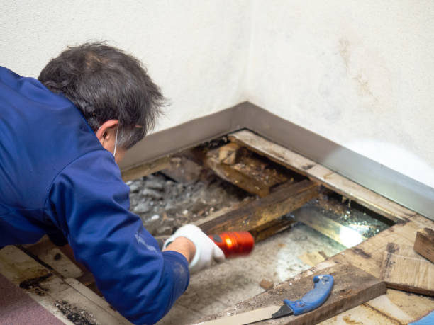 Best Local Mold Removal Service  in Kingston Estates, NJ
