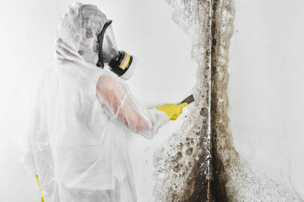 Best Residential Mold Removal  in Kingston Estates, NJ