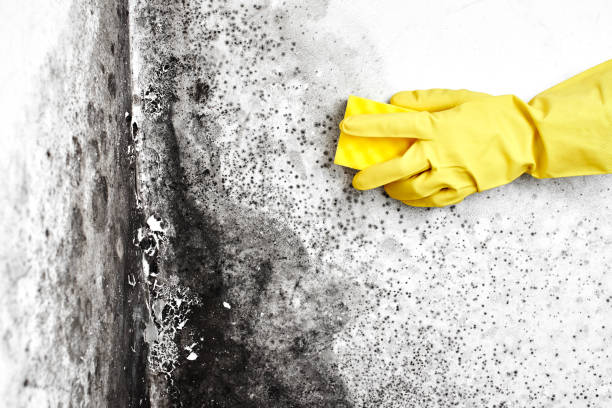 Best Black Mold Removal  in Kingston Estates, NJ