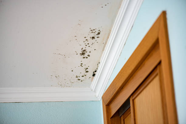 Best Best Mold Removal Companies  in Kingston Estates, NJ