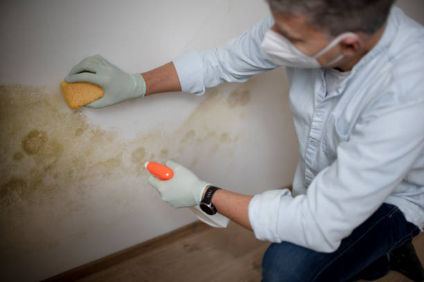 Best Toxic Mold Removal  in Kingston Estates, NJ