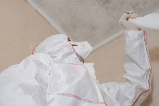 Trusted Kingston Estates, NJ Mold Removal Experts