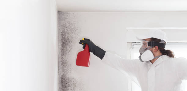 Best Mold Damage Repair  in Kingston Estates, NJ