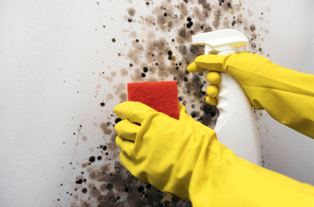 Best Professional Mold Removal  in Kingston Estates, NJ