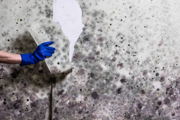 Best Office Mold Removal Services  in Kingston Estates, NJ